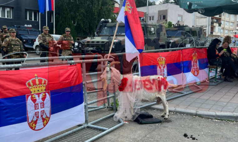 Protuestuesit serbë e shkruajnë emrin kryetarit të Leposaviqit në trupin e një dhie, e çojnë te komuna