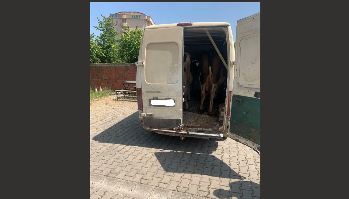policia-arreston-nje-person-per-kontrabandim-me-gjedhe,-ishte-recidivist