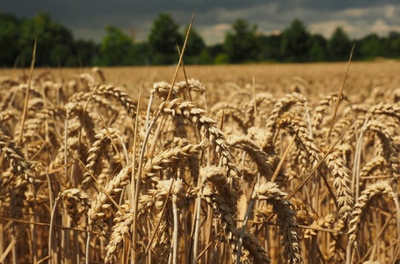 rreth-50-ari-grure-perfshihen-nga-zjarri-ne-rahovec