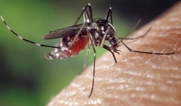 ikshpk-del-me-njoftim-se-ne-kosove-nuk-ka-raste-me-virus-te-nilit-perendimor