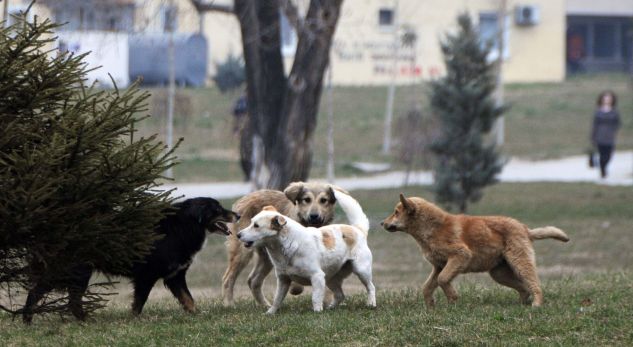 Sot zyrtarizohen adoptimet e para të qenve endacakë në Prishtinë