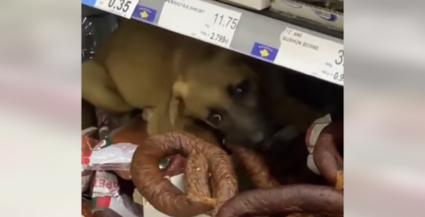 qeni-futet-per-te-ngrene-suxhuk-brenda-nje-marketi-ne-ferizaj