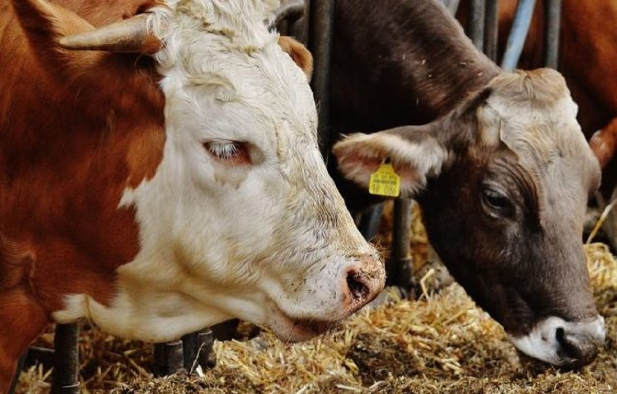 Peci: Kemi përkrahje financiare për fermerët që kanë mbi 5 krerë lopë