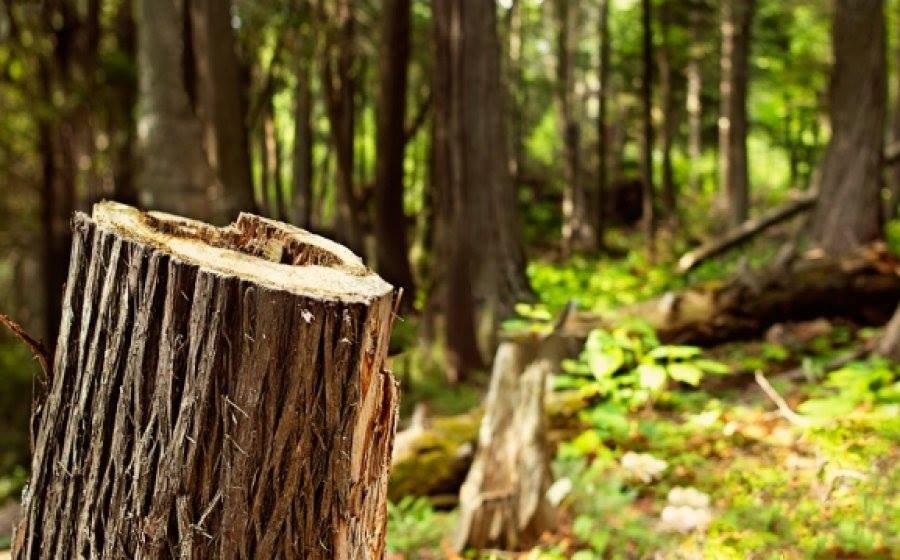 Eksperti i Mjedisit: Me vendimin e Qeverisë do të ketë më shumë pyje të prera, s’e përkrahim