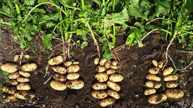 ministria-e-bujqesise-njofton-fermeret-se-eshte-koha-per-mbjelljen-e-patates