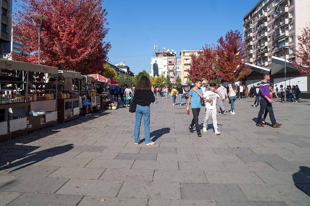 Këtë vit 28 prishtinas u kafshuan nga sorrat, 9 nga macet dhe 511 nga qentë