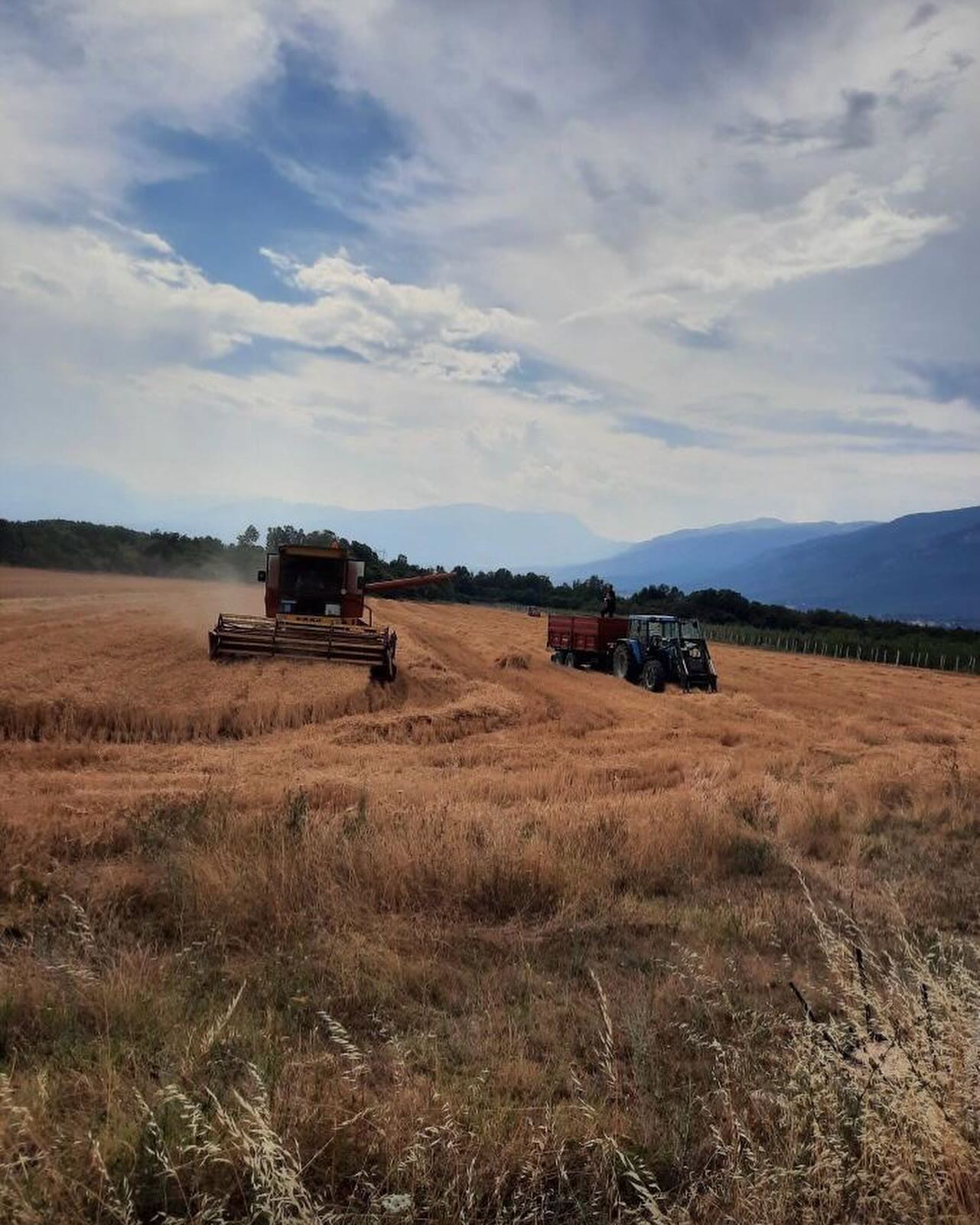 Të burgosurit korrën grurin në Dubravë, arrihet sasia prej 31.800 kg grurë