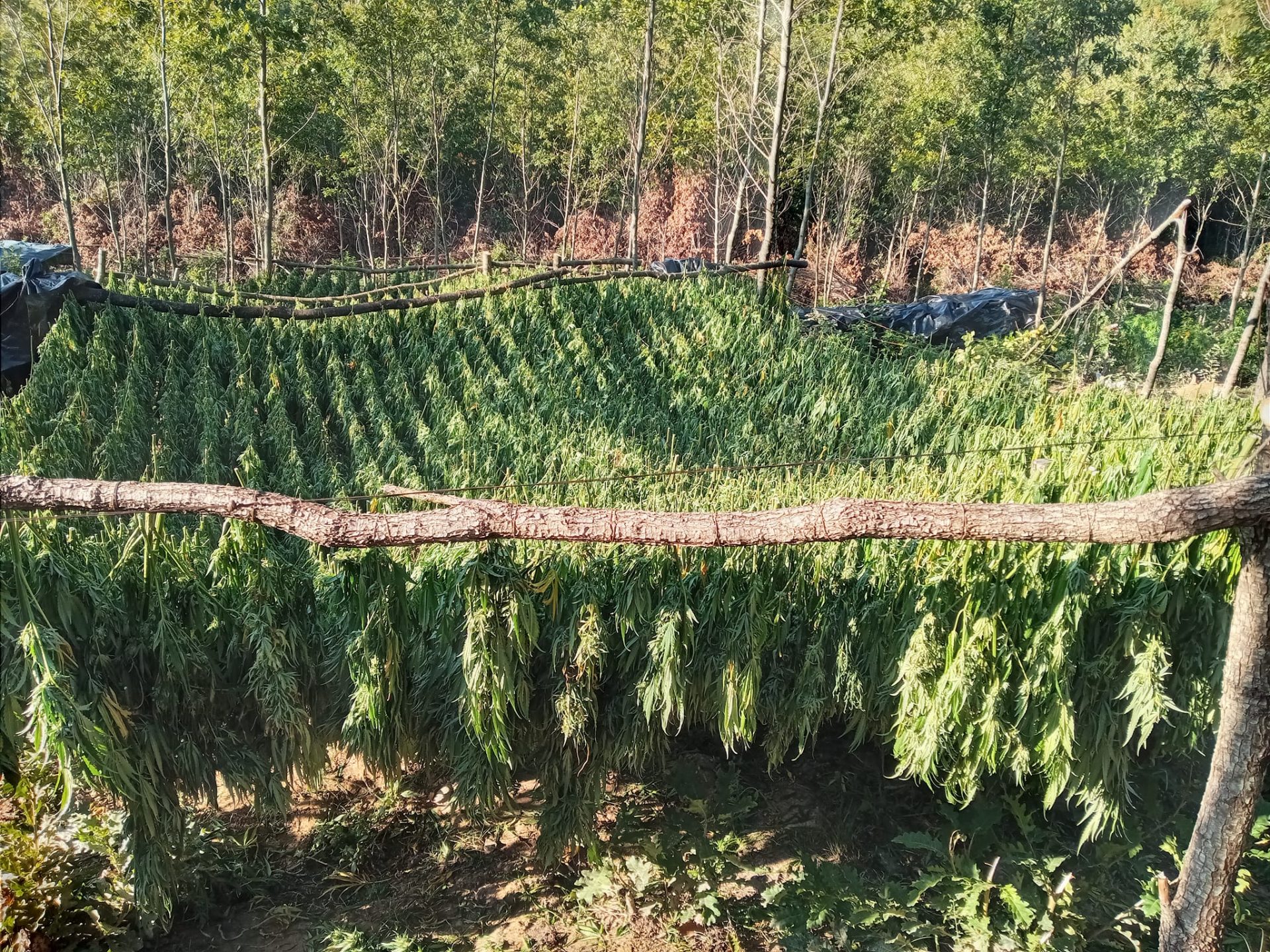 svecla-pergezon-policine-e-prokurorine-per-sekuestrimin-e-mbi-nje-ton-marijuane-ne-peje