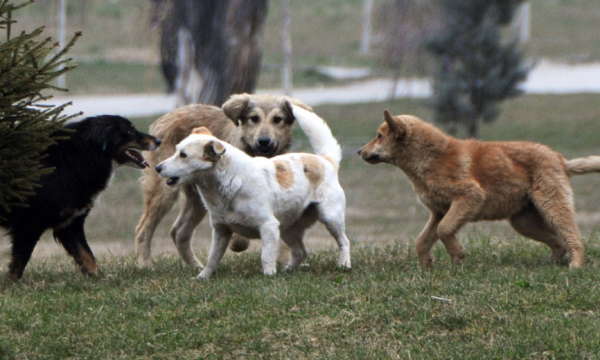 rritet-kerkesa-per-adoptim-te-qenve-endacake