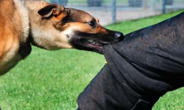 qelloi-me-arme-ne-drejtim-te-qenit-te-fqinjit-pasi-i-hyri-ne-oborr,-arrestohet-prishtinasi