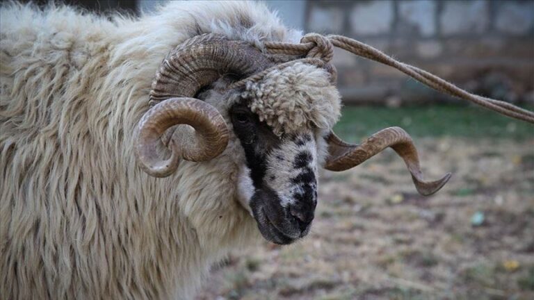 AUV apelon: Therjet e Kurbanëve të bëhen vetëm në thertore të licencuara