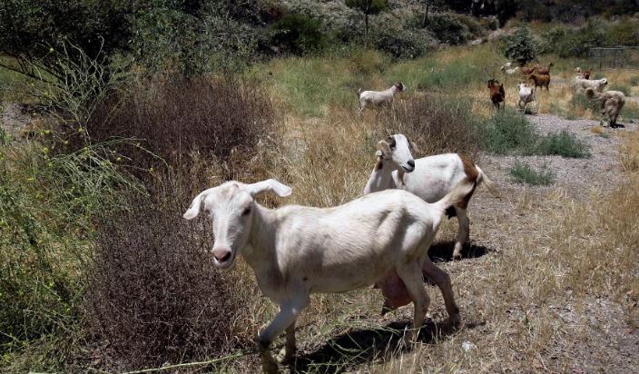 Murtaja e bagëtive, Kosova ndalon importin e deleve dhe dhive nga Shkodra e Kukësi