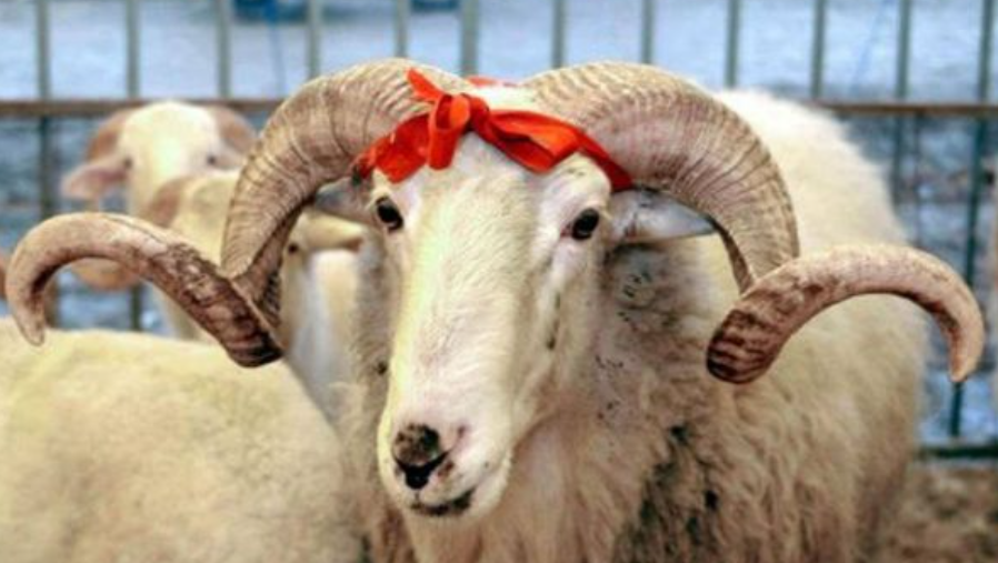 BIK: Po vazhdon me sukses therja e kurbanëve