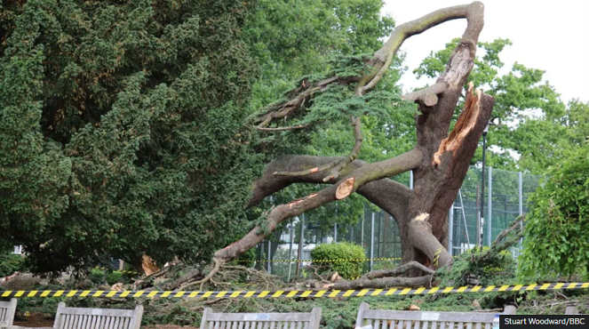 Një shtatëvjeçare vdes pasi pema rrëzohet në park