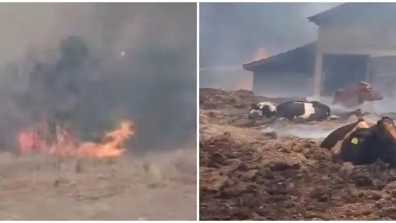 Flakët përfshijnë shtallë me lopë, rrezikohen edhe shtëpitë në Lubizhdë të Prizrenit