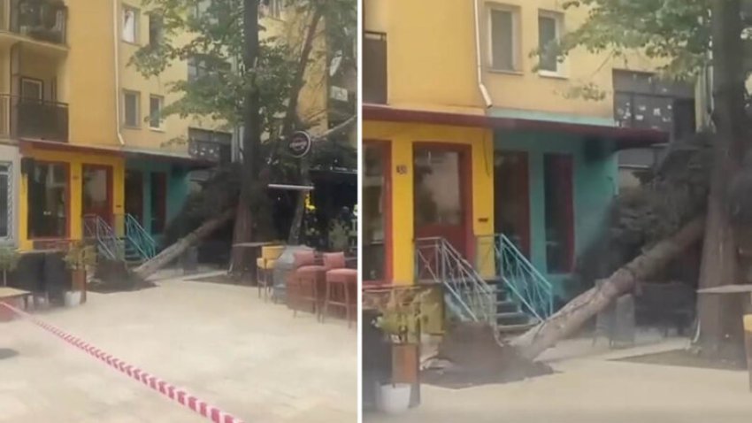Erë e fortë edhe në Prishtinë, rrëzohet një lis në qendër të qytetit