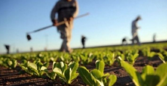 Mbi 1 milion të punësuar në 2024 në Shqipëri, pjesa më e madhe në turizëm dhe bujqësi