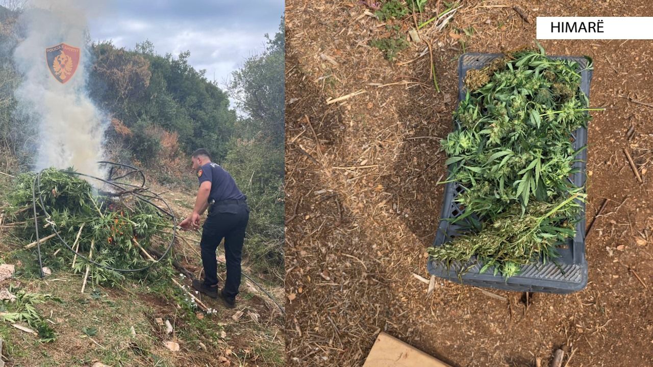 Sekuestrohen 121 kilogramë kanabis në Himarë