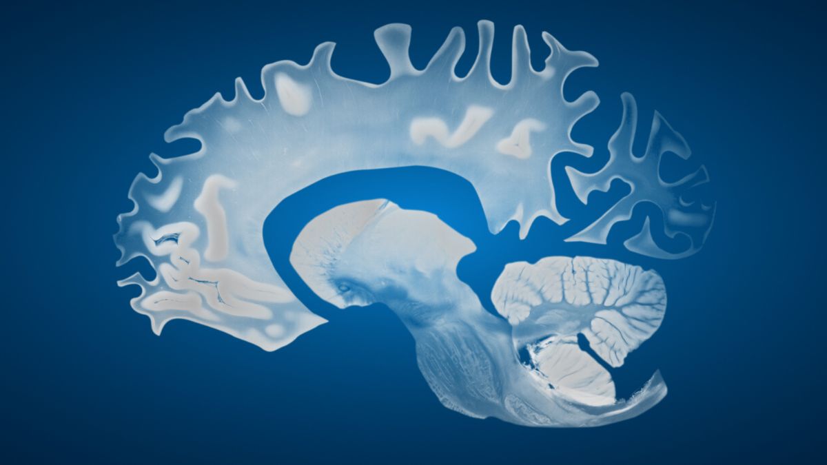 Studimi zbulon se truri i meshkujve tkurret më shpejt se ai i grave me kalimin e moshës