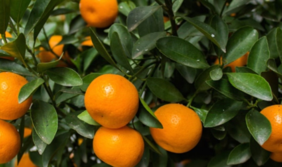 Raporti nga Italia për mandarinat shqiptare, si t’i dallojmë ato me kimikate?