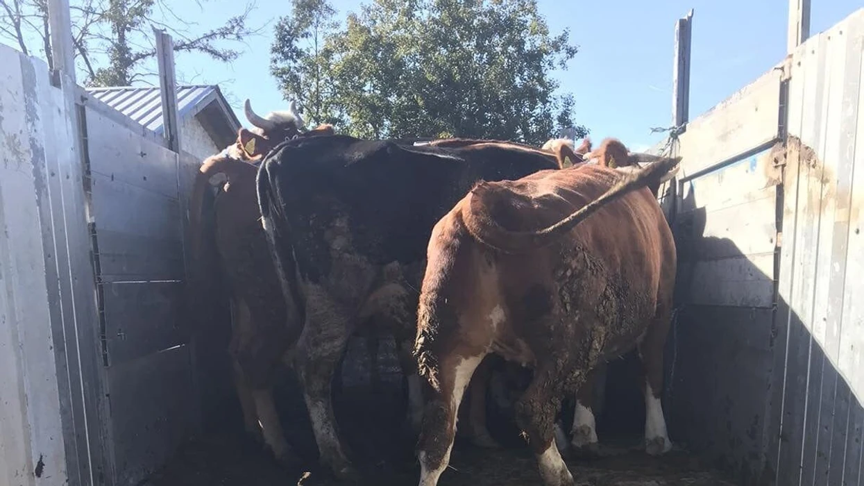 Dyshohet për kontrabandë me gjedhe nga Serbia – tre persona kapen në fshatin Hajkobillë të Prishtinës