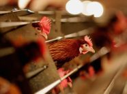 Ndalohet importi i shpezëve dhe produkteve të tyre nga Italia