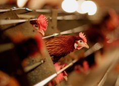 Ndalohet importi i shpezëve dhe produkteve të tyre nga Italia