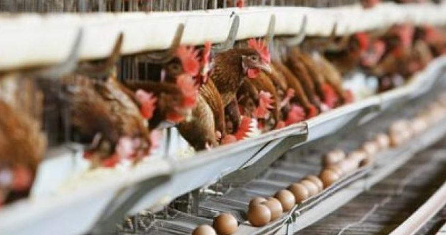 Ndalohet importi i shpezëve dhe produkteve të tyre nga Hungaria