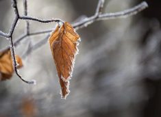 E diel e ftohtë, temperaturat në minus