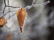 Parashikimi i motit për ditën e sotme në vendin tonë
