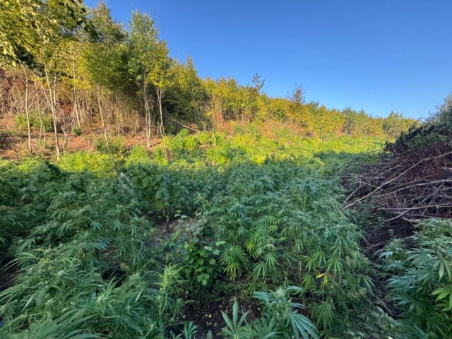 Ekstradohet nga Shqipëria në Kosovë, i dyshuari për kultivim droge në Klinë