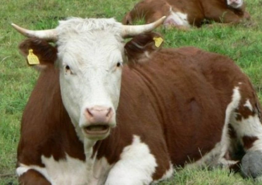 Ndalohet kombi në Dumnicë me dy lopë pa dokumente