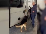 Kapen drogë, armë, bizhuteri dhe 29 mijë euro në Portin e Durrësit