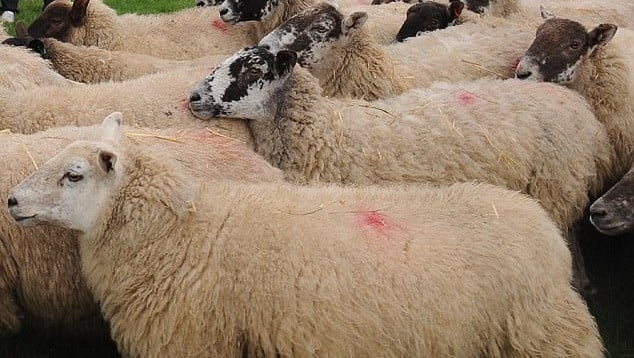 Kapet i dyshuari me 21 dele, tentoi t’i kontrabandonte me një qerre