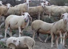 AUV-i heq ndalesën e importit nga Shqipëria për kafshët e gjalla dhe shpezët