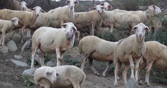 AUV-i heq ndalesën e importit nga Shqipëria për kafshët e gjalla dhe shpezët