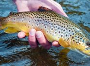 Ndalohet peshkimi i koranit në Liqenin e Ohrit