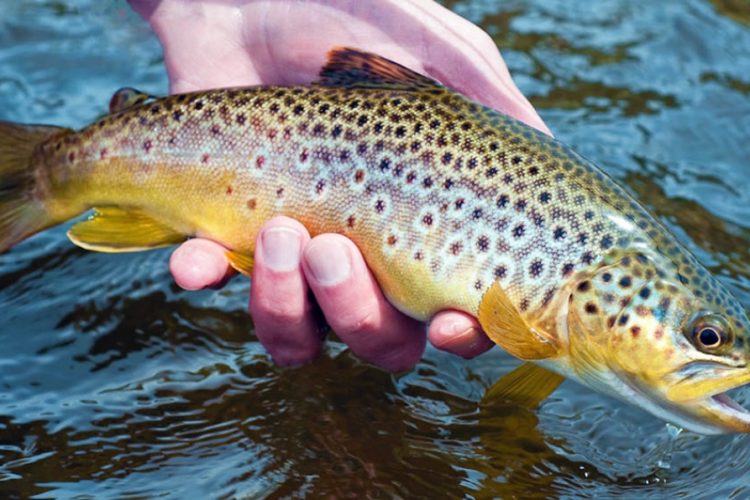 Ndalohet peshkimi i koranit në Liqenin e Ohrit