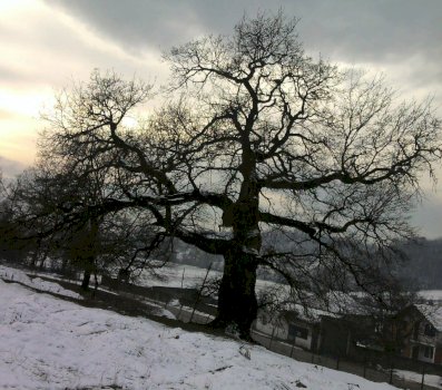 “lisi-i-mujes”-ne-nagavc-te-rahovecit,-monument-nen-mbrojtje-qe-po-shnderrohet-ne-rrezik-per-banoret