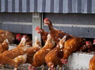 auv-ndalon-importin-e-shpezeve-dhe-produkteve-te-tyre-nga-disa-regjione-te-polonise