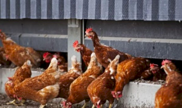 auv-ndalon-importin-e-shpezeve-dhe-produkteve-te-tyre-nga-disa-regjione-te-polonise