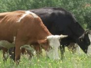 auv-heq-kufizimet-e-importit-nga-maqedonia-e-veriut-pas-eliminimit-te-semundjes-“gjuha-e-kalter”