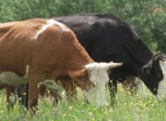 auv-heq-kufizimet-e-importit-nga-maqedonia-e-veriut-pas-eliminimit-te-semundjes-“gjuha-e-kalter”