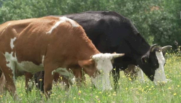 auv-heq-kufizimet-e-importit-nga-maqedonia-e-veriut-pas-eliminimit-te-semundjes-“gjuha-e-kalter”