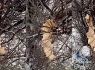 demtohet-kurani-ne-gjakove-–-policia-nis-hetimet