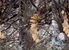 demtohet-kurani-ne-gjakove-–-policia-nis-hetimet