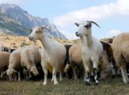 ndalohet-importi-i-deleve-dhe-dhive-nga-maqedonia-e-veriut-per-shkak-te-lise