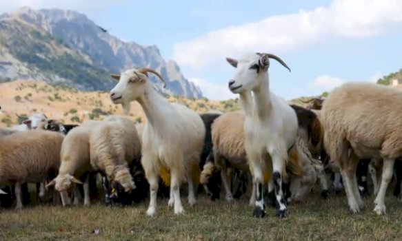 ndalohet-importi-i-deleve-dhe-dhive-nga-maqedonia-e-veriut-per-shkak-te-lise