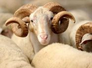 auv-paralajmeron-ndeshkime-per-shitjen-dhe-therjet-ilegale-te-kafsheve