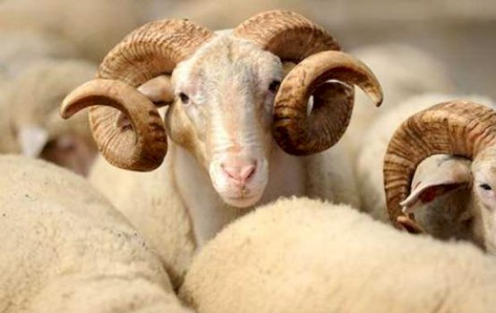 auv-paralajmeron-ndeshkime-per-shitjen-dhe-therjet-ilegale-te-kafsheve